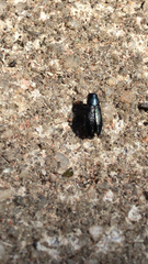 Phaenops obtusa
