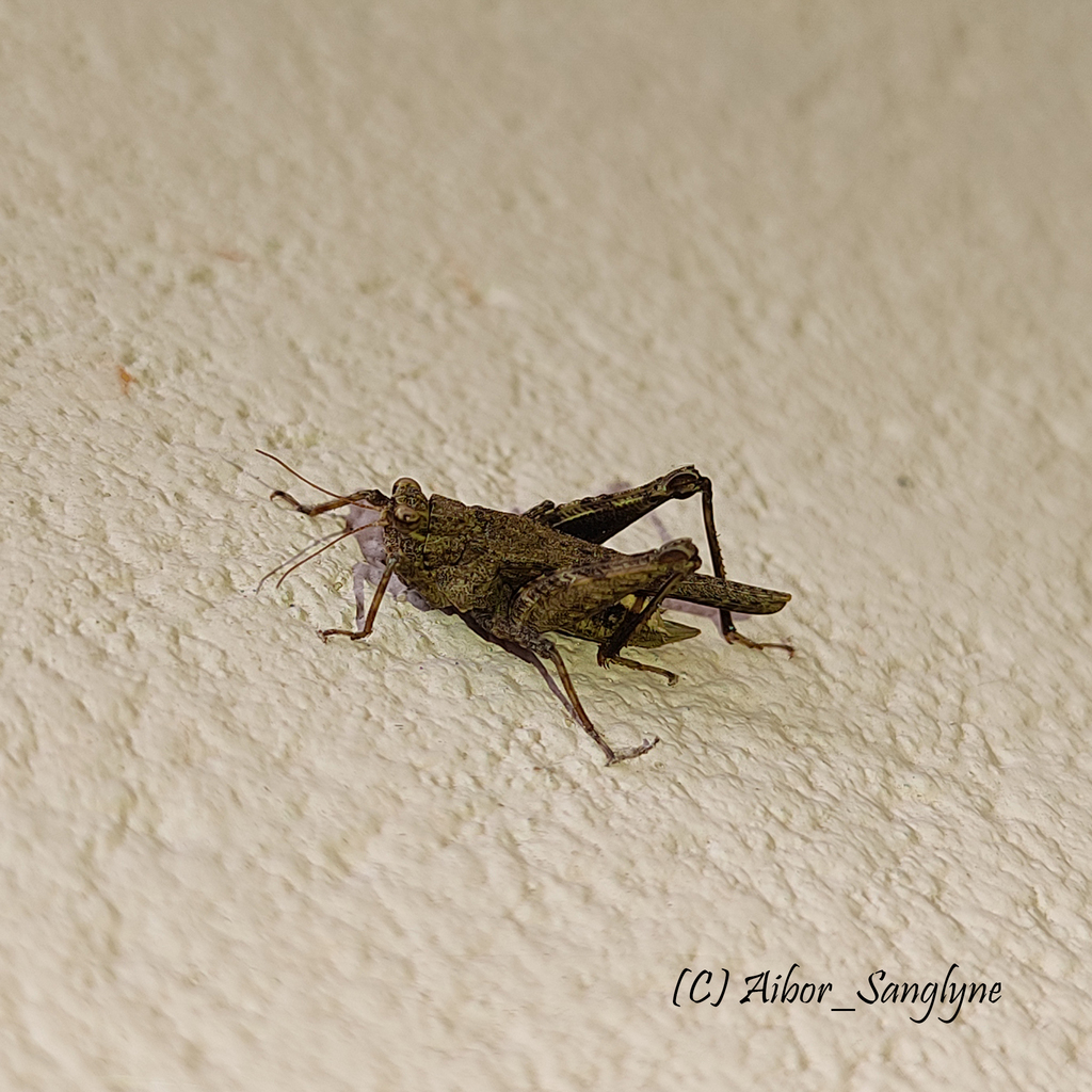 Bolivaritettix insignis