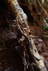Leptomyrmex cnemidatus
