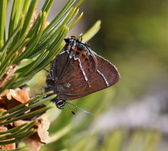 Callophrys spinetorum