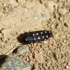 Acmaeodera octodecimguttata