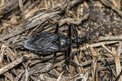 Apiomerus longispinis