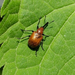 Merhynchites bicolor