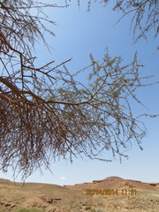 Vachellia tortilis raddiana