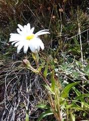 Dolichoglottis scorzoneroides