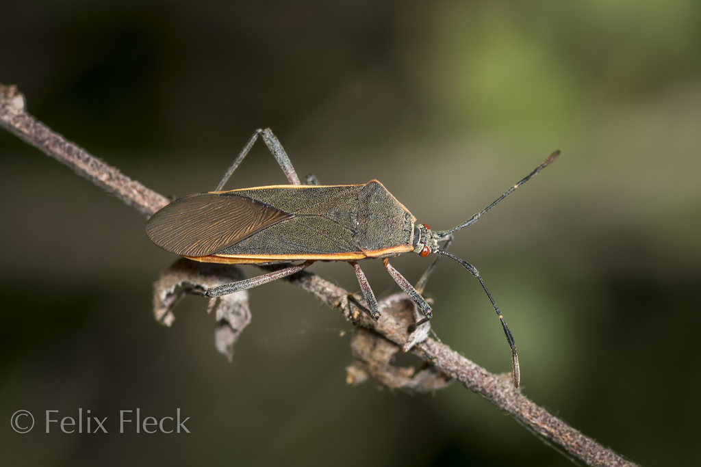 Staluptus marginalis