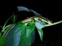 Takydromus sexlineatus