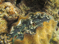 Tridacna derasa
