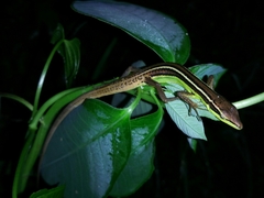 Takydromus sexlineatus