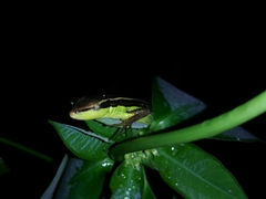 Takydromus sexlineatus