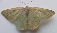 Mesothea incertata
