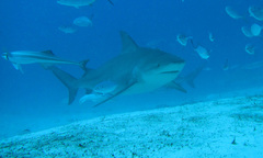 Carcharhinus leucas