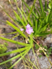 Callisia ornata