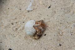 Coenobita perlatus