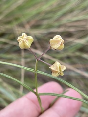 Asclepias praemorsa