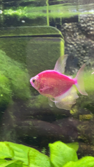 Gymnocorymbus ternetzi