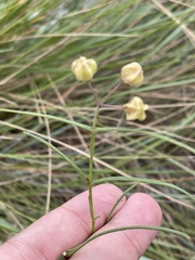 Asclepias praemorsa