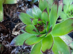Sempervivum tectorum