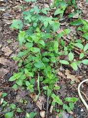 Veronica peduncularis