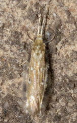 Oxyethira