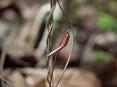 Nervilia infundibulifolia