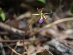 Nervilia infundibulifolia