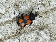 Panagaeus cruxmajor