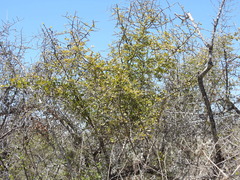 Castela peninsularis