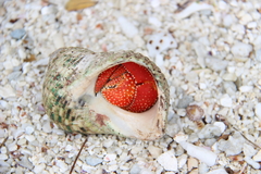 Coenobita perlatus
