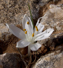 Colchicum tuviae
