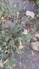 Silene chlorifolia
