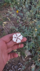 Silene chlorifolia