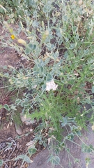 Silene chlorifolia