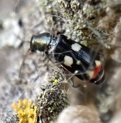 Anthocomus fenestratus