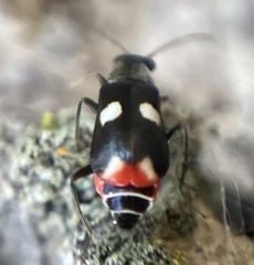 Anthocomus fenestratus
