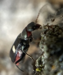 Anthocomus fenestratus