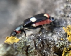 Anthocomus fenestratus