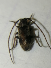 Exocentrus punctipennis