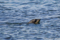 Arctocephalus forsteri