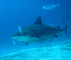 Carcharhinus leucas