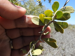Castela peninsularis