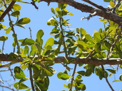 Castela peninsularis