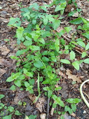 Veronica peduncularis