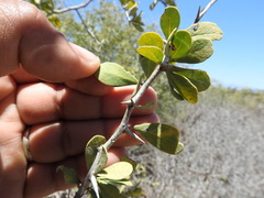 Castela peninsularis