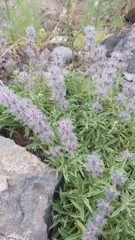 Stachys lavandulifolia