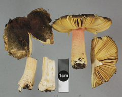 Russula tricholomopsis