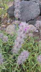 Stachys lavandulifolia