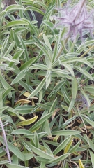 Stachys lavandulifolia