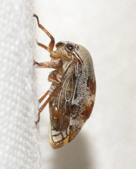 Xantholobus nigrocinctus