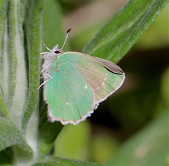 Callophrys viridis